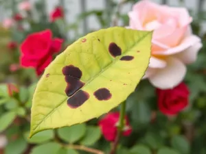 Szara pleśń - zwalczanie domowymi sposobami, które działają