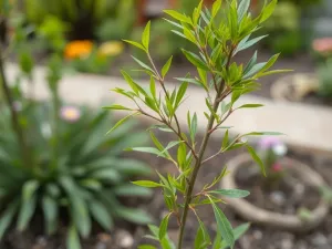 Drzewo, które szybko rośnie – najlepsze gatunki do ogrodu