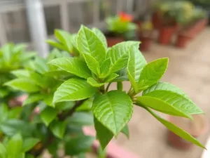 Czy folia aluminiowa jest szkodliwa? Sprawdź, co mówią badania