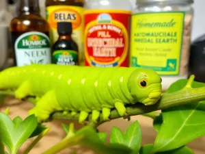 Jak szybko rośnie krzewuszka? Poznaj tempo wzrostu tej rośliny