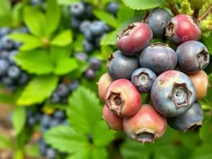 Domowe sposoby na rybiki – skuteczne metody ich zwalczania