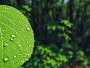Jaka ziemia do kaktusów? Najlepsze podłoże dla Twoich roślin